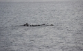 Белое море.