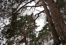 На валах старого городища в Звенигороде
